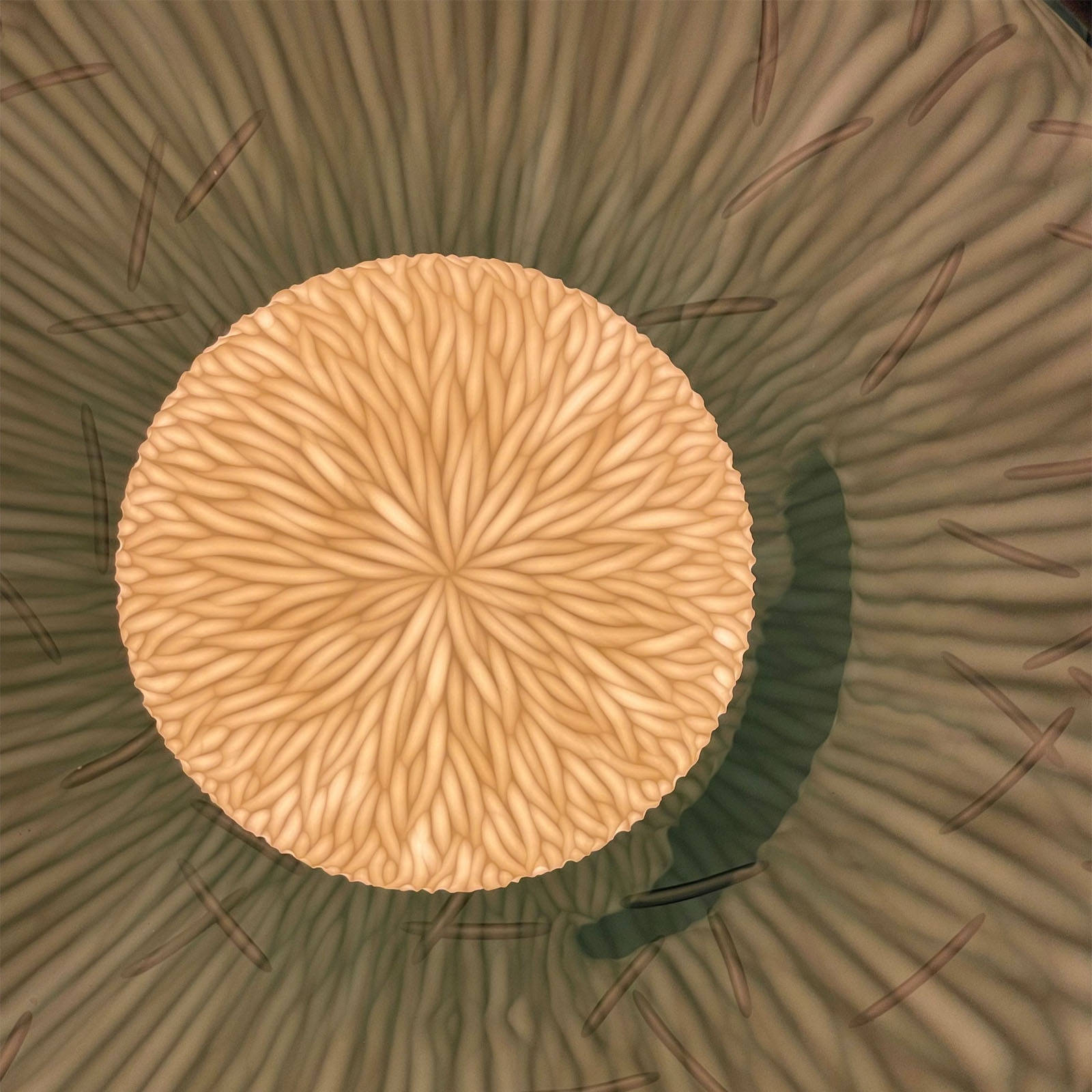 Vezzini & Chen - Olea II